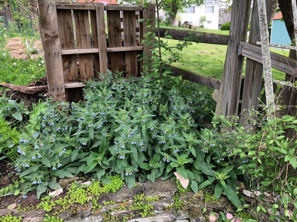 Comfrey blossoms adding a touch of wild beauty by an old wooden fence. Photo by Linda Listing.