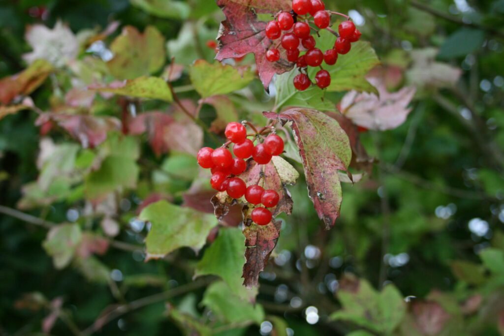 Colorful Guelder Rose Berries - Photo by Son of Casterbridge