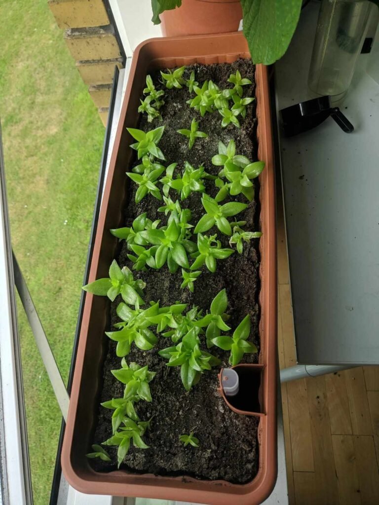 Healthy Growing Kanna Plant - Photo by jjkompi, a Reddit User