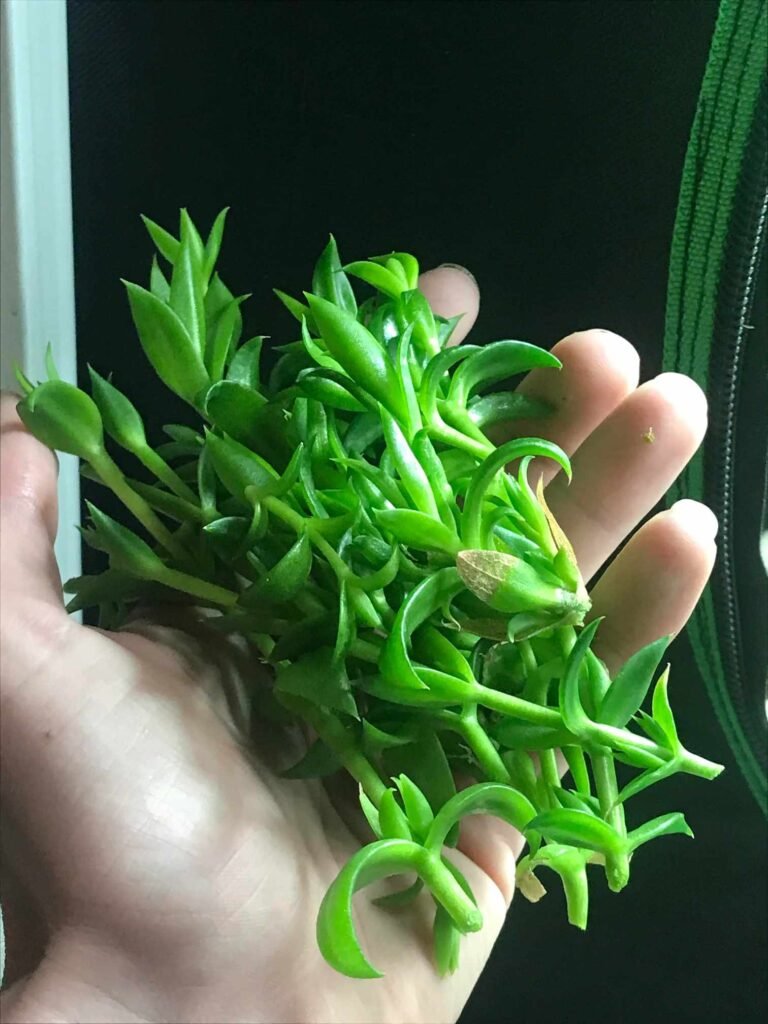 Fresh Kanna Harvest - Photo Courtesy of Salviasammich, a Reddit User