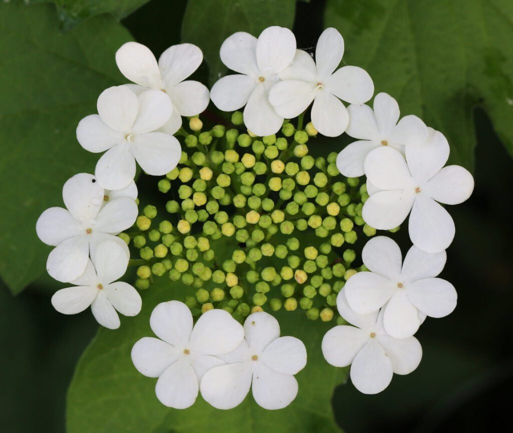 White Guelder Rose Flowers - Photo by Ingeborg van Leeuwen