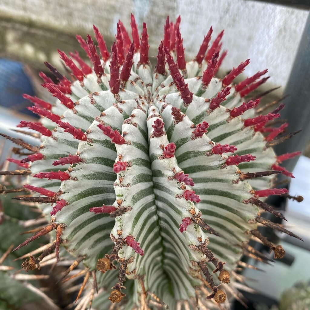 Euphorbia Horrida - herbarebest.com instagram @danjo_kyohsenkai