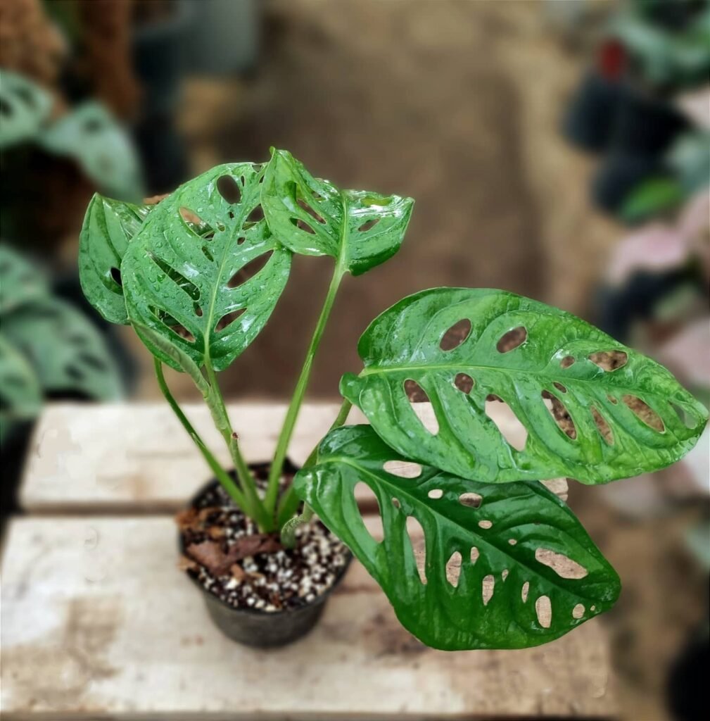 Monstera adansonii - apentlandgarden.com instagram @arvaneh_plant