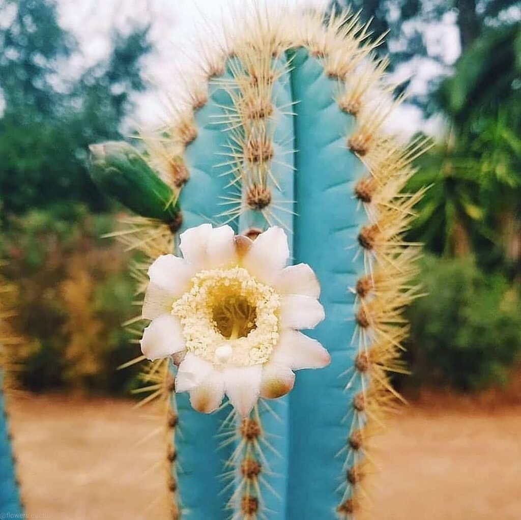 Blue Torch Cactus (Pilosocereus Azureus) - www.apentlandgarden.com instagram@flowers.cactus