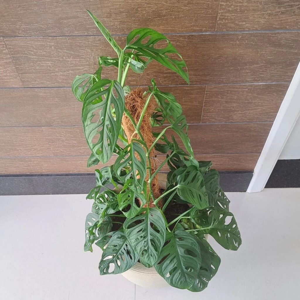 Monstera adansonii - apentlandgarden.com instagram @julia_rosalvo