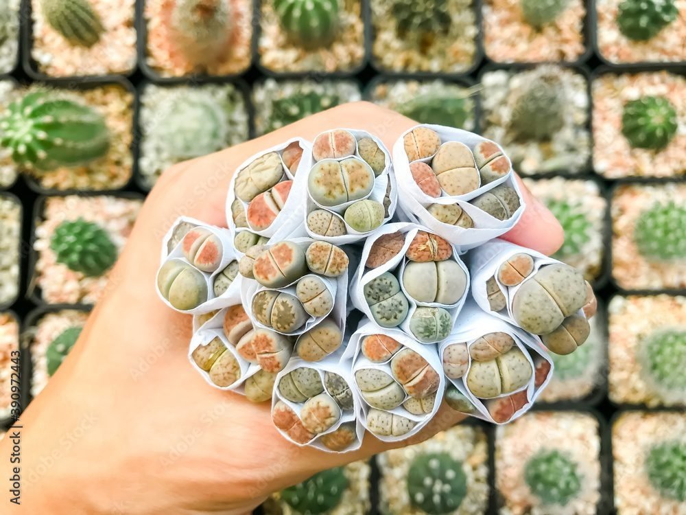 Lithops or living stones in the garden, Hand hold lithops wrapped in tissue paper from the store.
