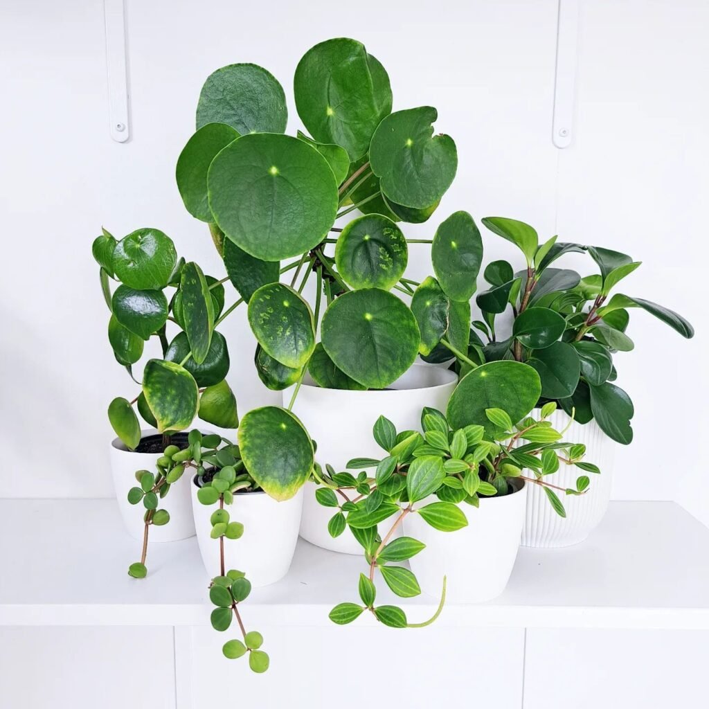 Peperomia Polybotrya instagram @plantlove.nz