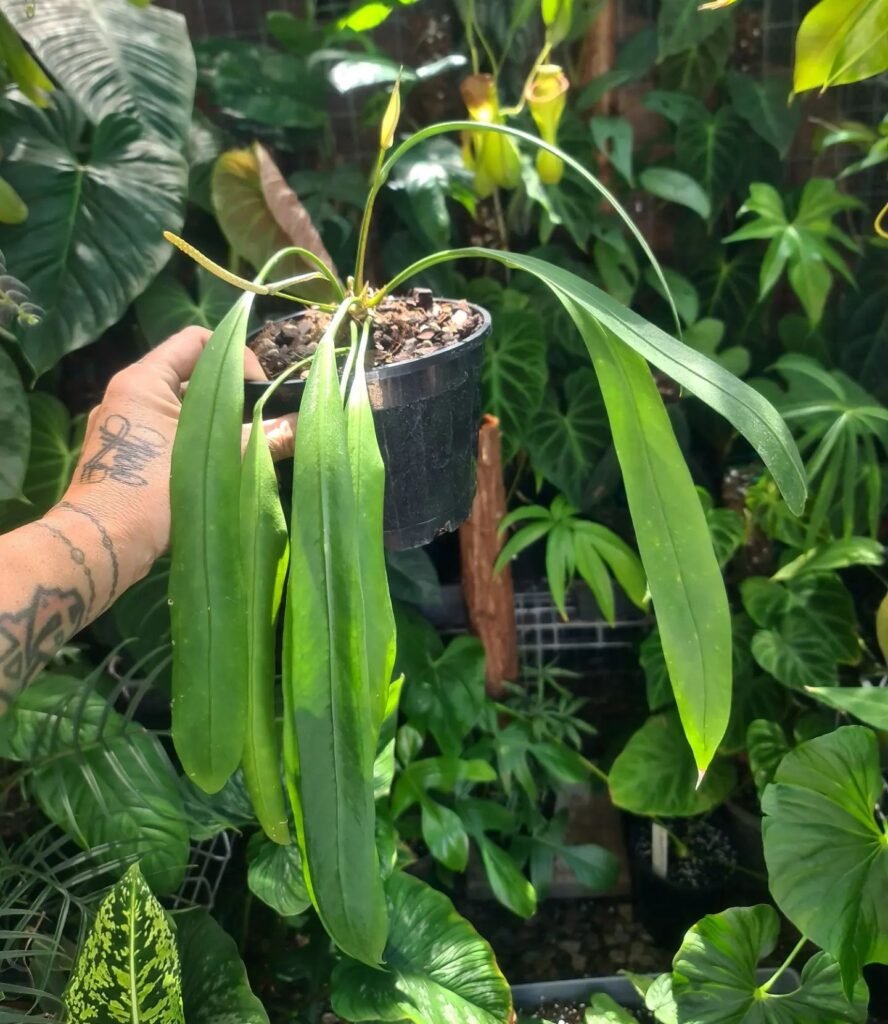 Anthurium Vittariifolium instagram @_aesthetic_foliage_