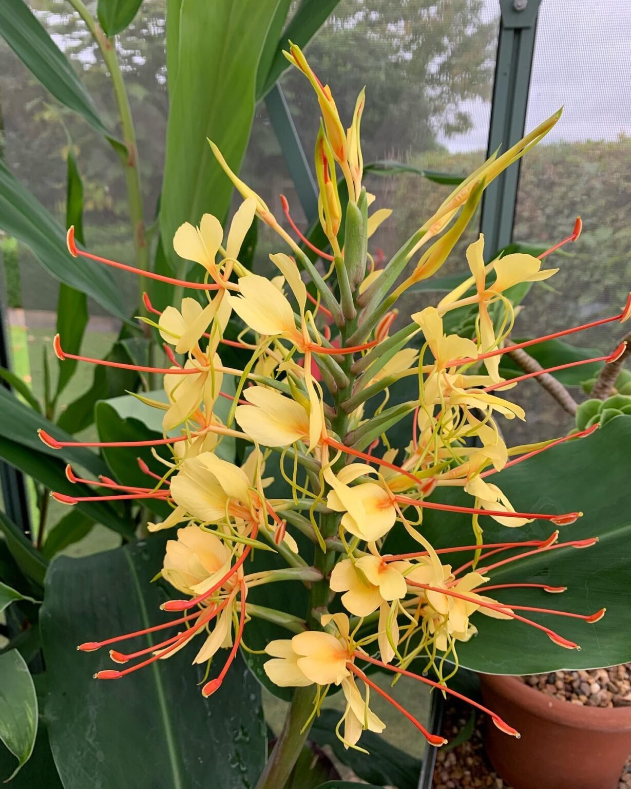 How to Grow Hedychium Gardnerianum (Ginger Lily) UK Guide Garden Design, 3D Model Rendering