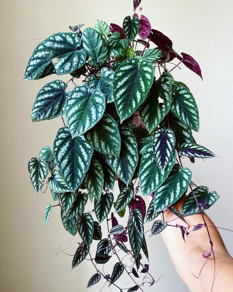 Rex Begonia Vine instagram @ash.digs.plants