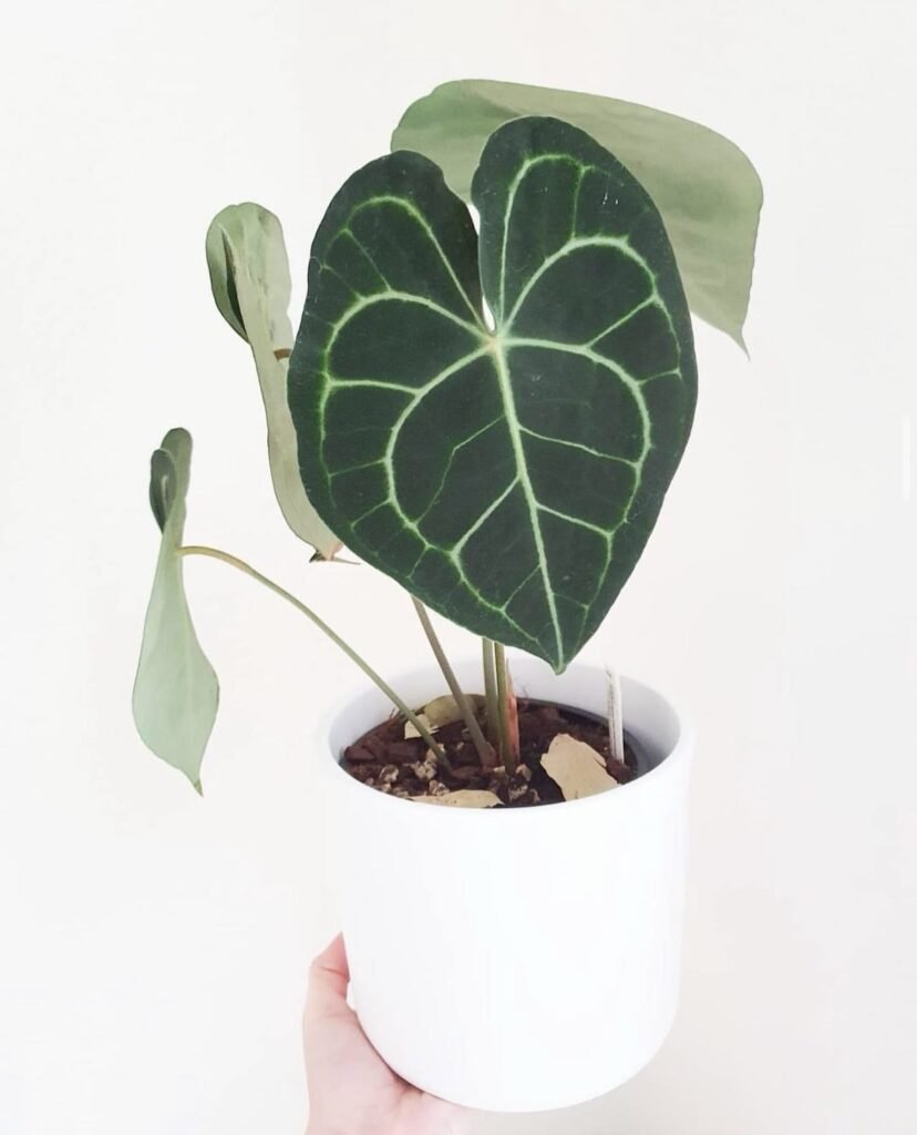 Anthurium Clarinervium instagram @brougham_plants