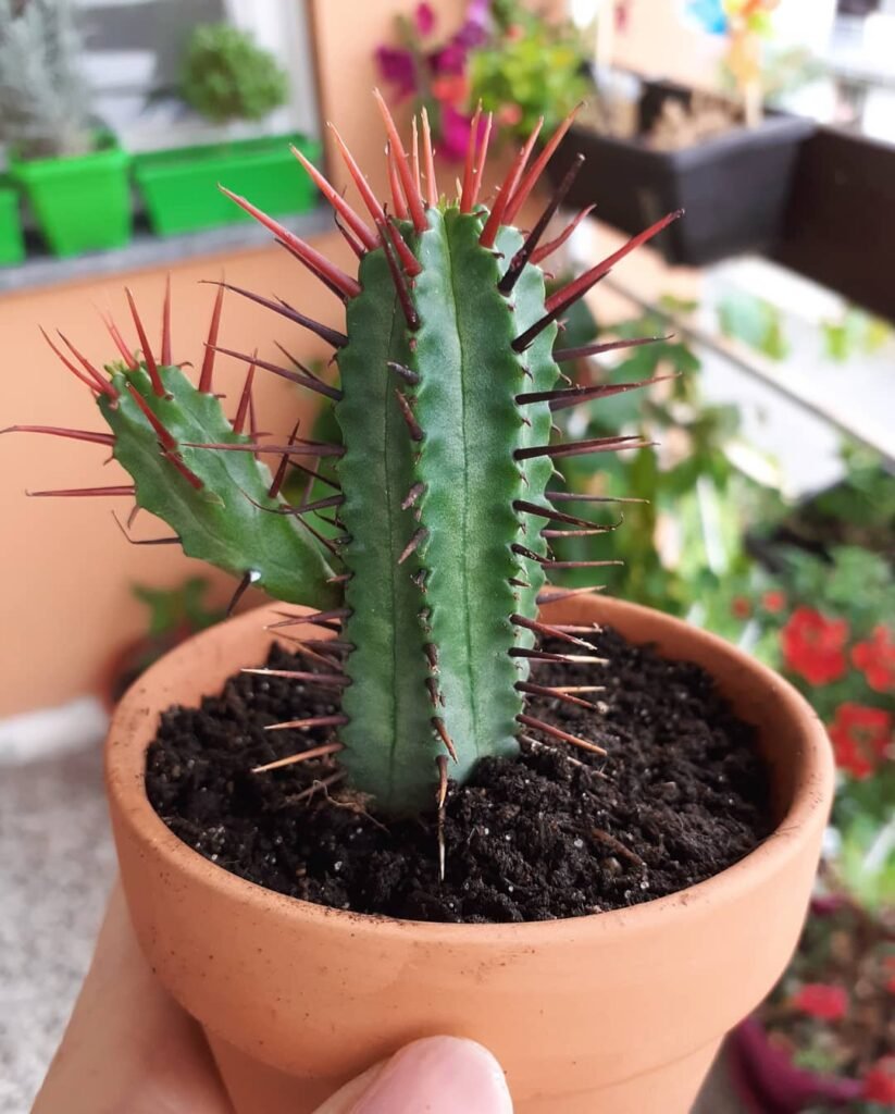 Euphorbia enopla instagram @cactus_hoarder_