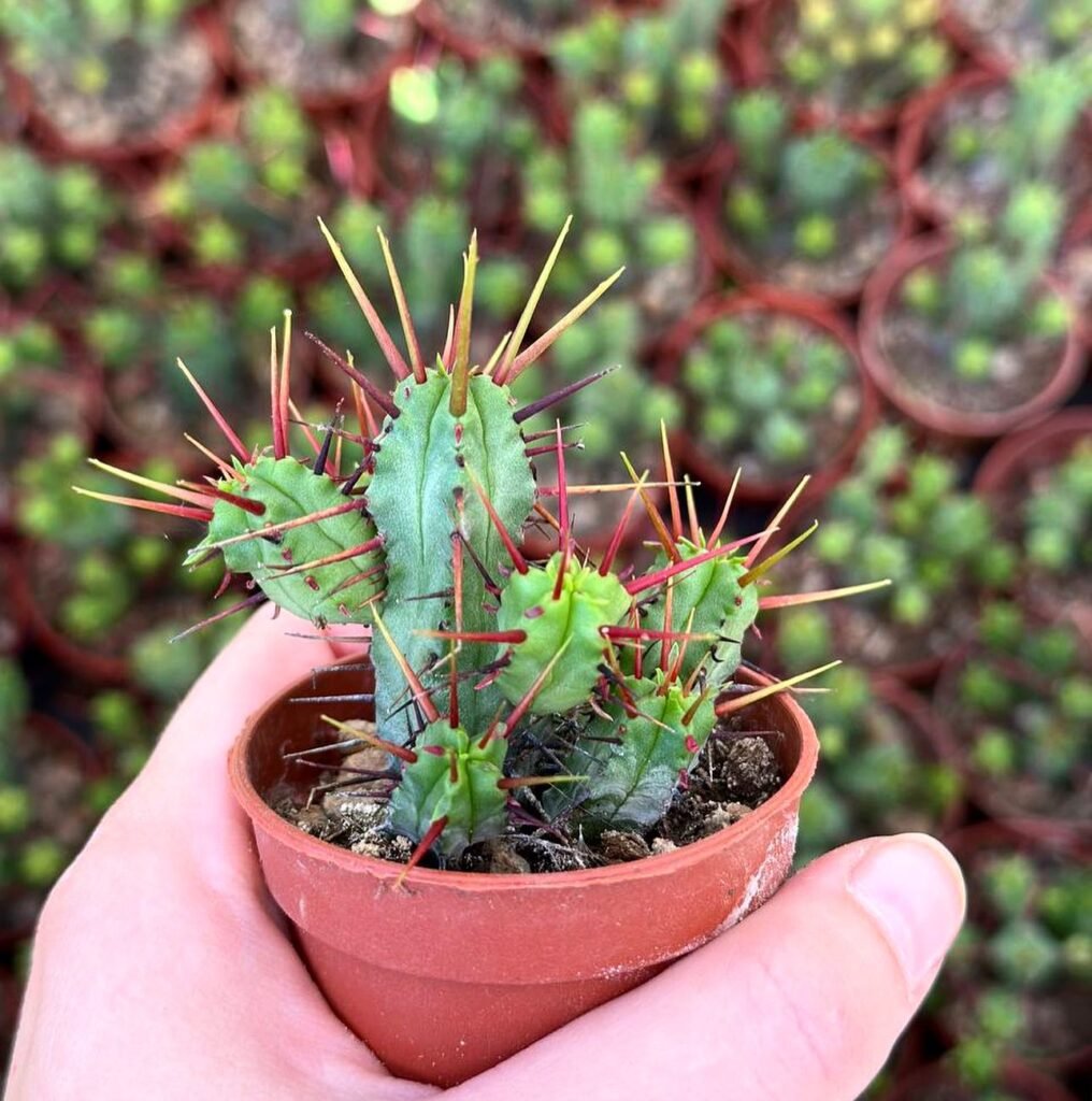 Euphorbia enopla instagram @cactusfamily_lviv