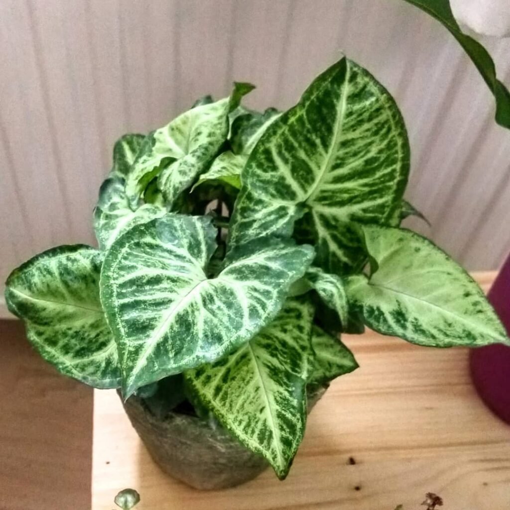 Syngonium podophyllum instagram @cafofobox07