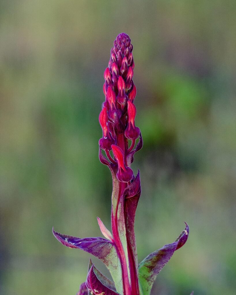 Discovering the Unique Charm of Lobelia Tupa in British Gardens ...