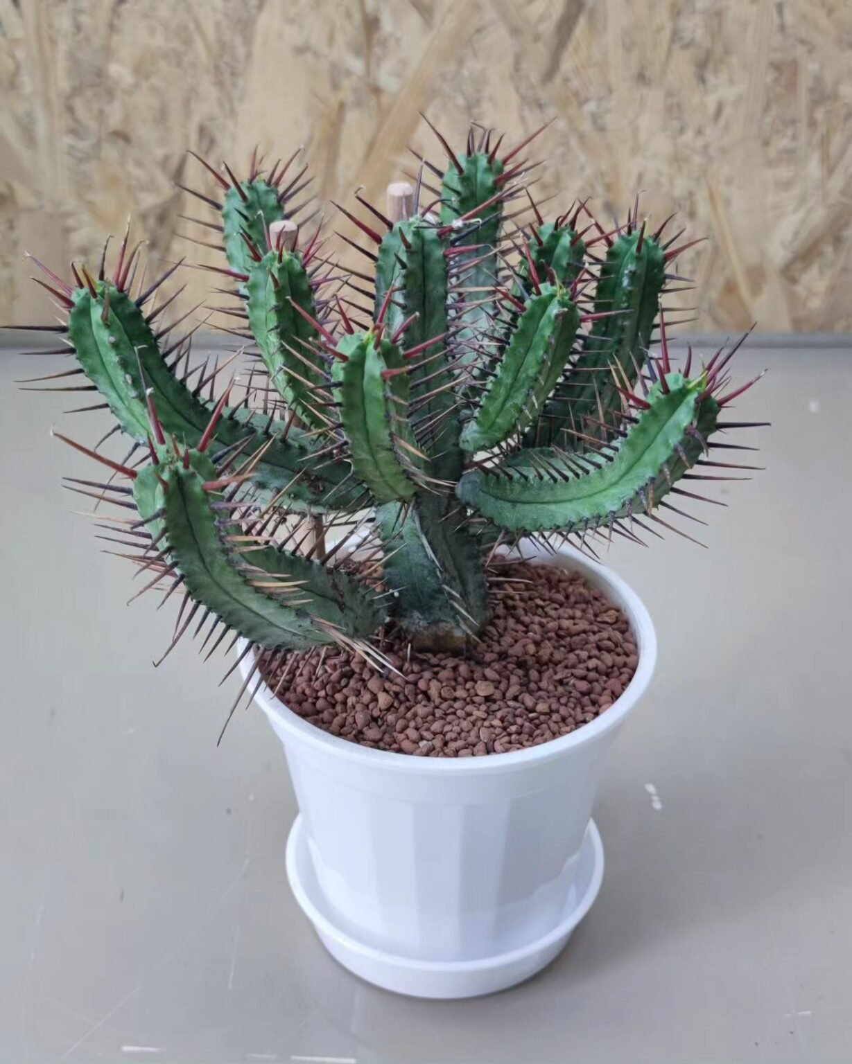 Caring for Euphorbia Enopla (Pincushion Euphorbia)