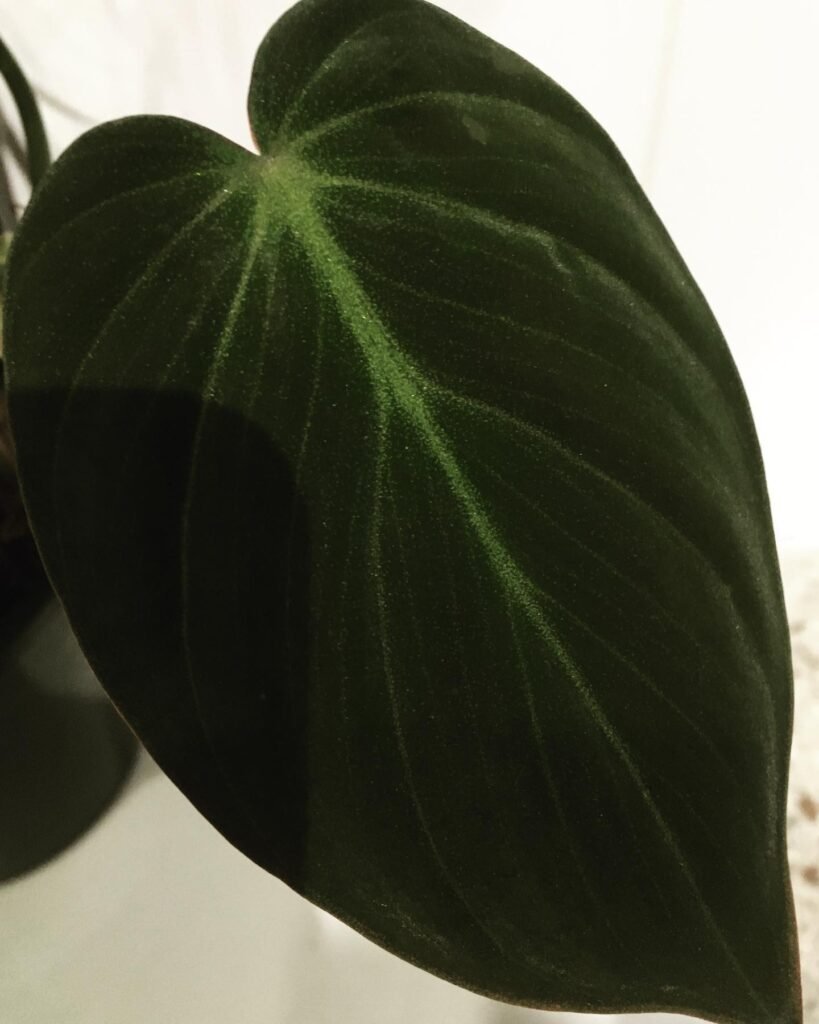 Philodendron Micans instagram @circadiagreen