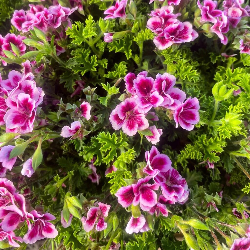Pelargonium Crispum instagram @floraila.vivero