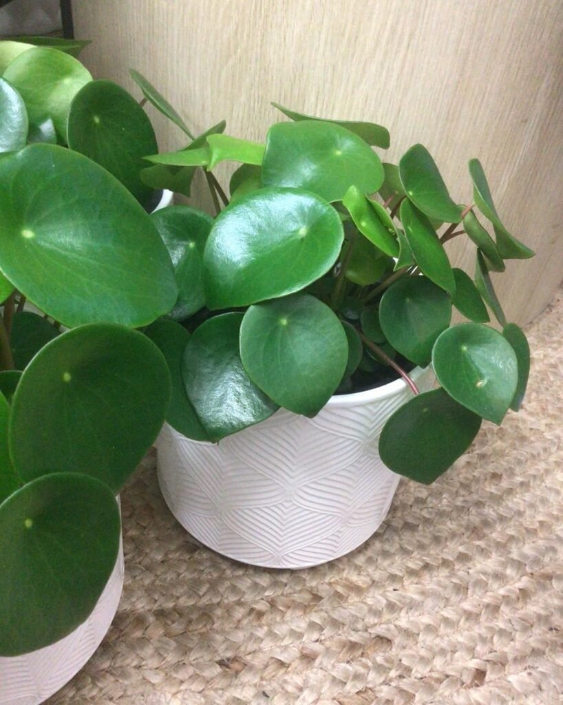 Peperomia Polybotrya instagram @floral_collaborative