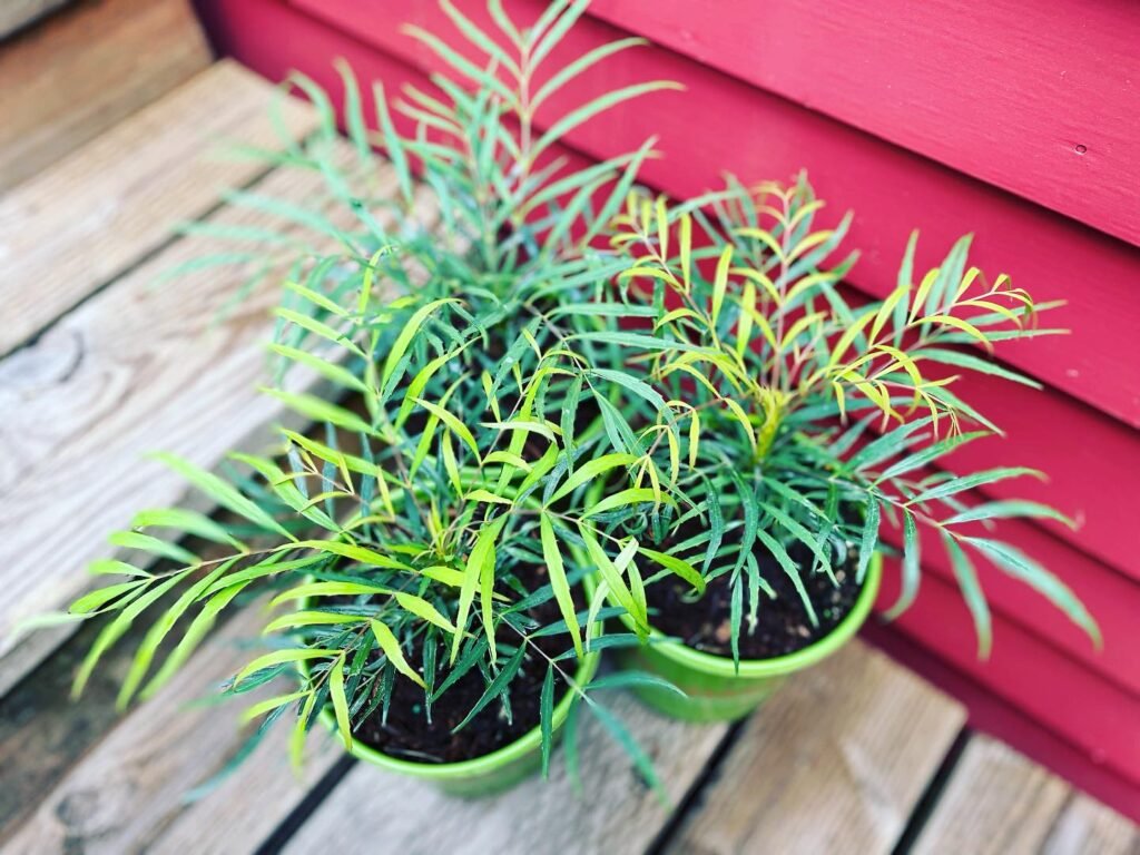 Mahonia eurybracteata instagram @garden_fever