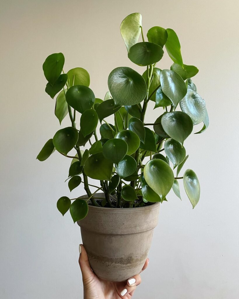 Peperomia Polybotrya instagram @gardeningnewbee