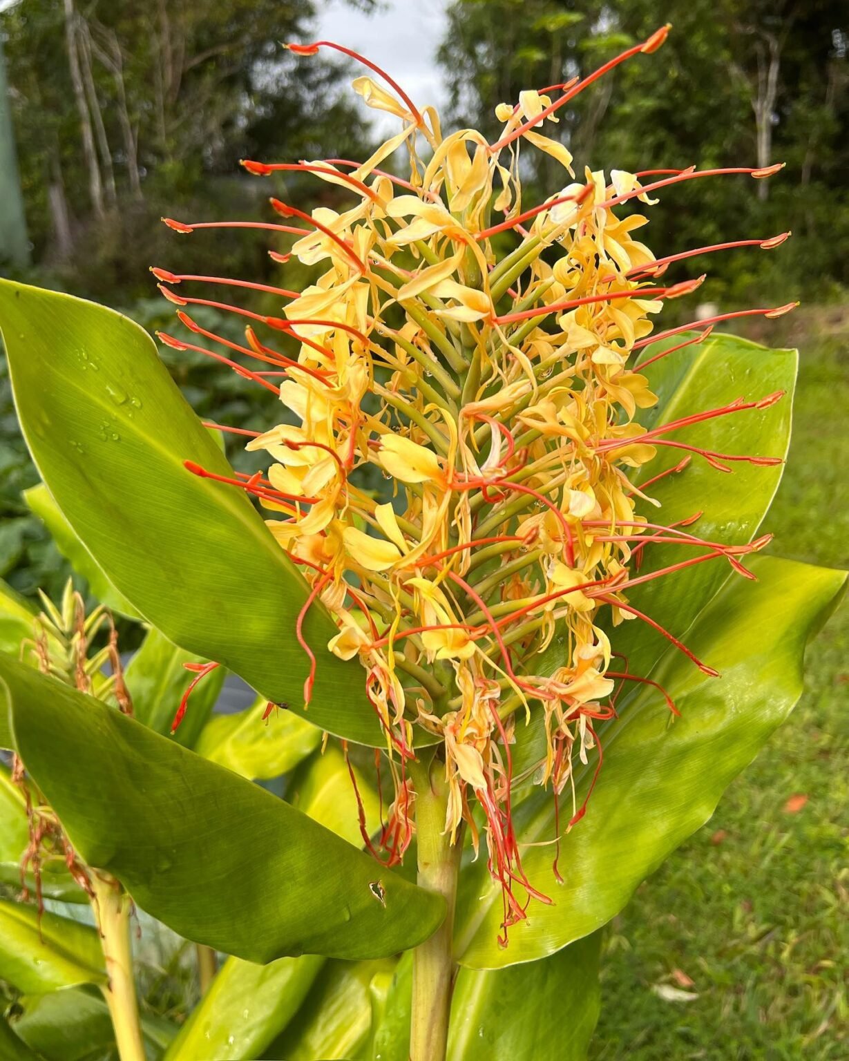 How to Grow Hedychium Gardnerianum (Ginger Lily) UK Guide Garden Design, 3D Model Rendering