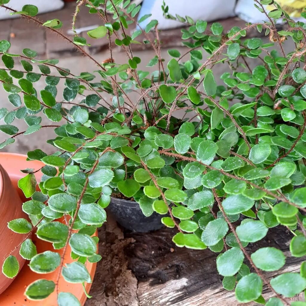 Pellaea rotundifolia instagram @hennings_nursery