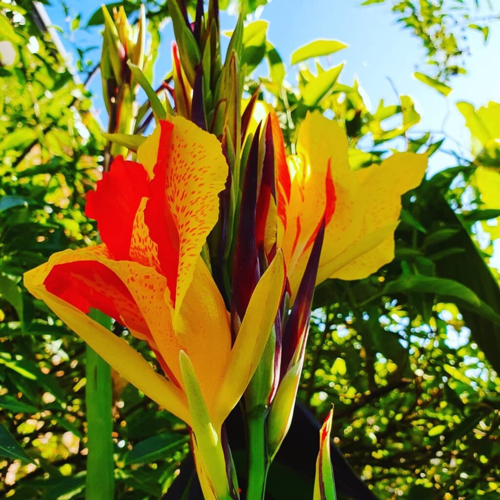 Canna Cleopatra instagram @hertstinytropicalgarden