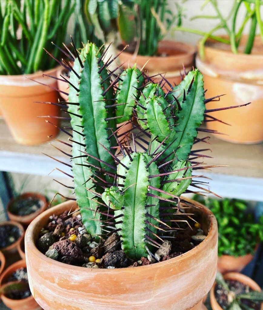 Euphorbia enopla instagram @house.plants.uncle