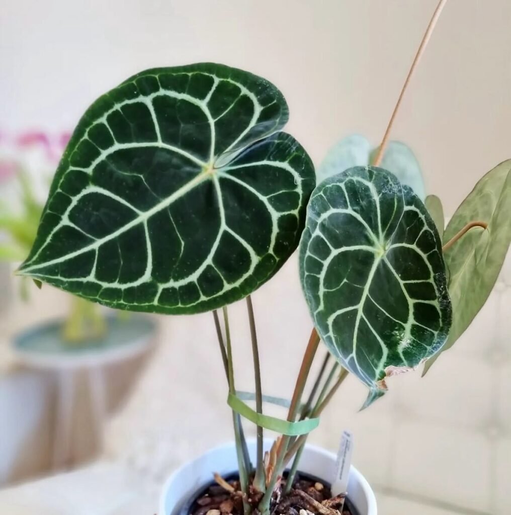 Anthurium Clarinervium instagram @brougham_plants