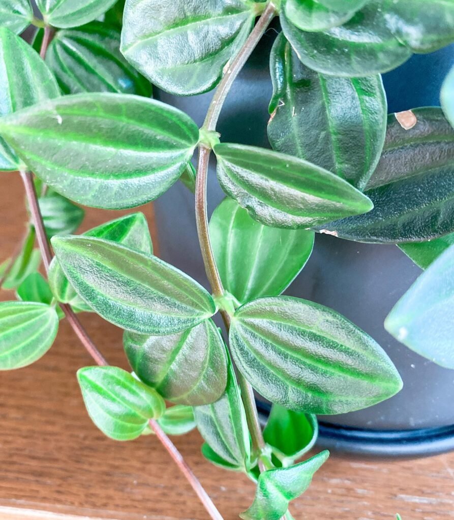Peperomia Angulata instagram @j_u_n_g_e_l_h_u_s_e_t