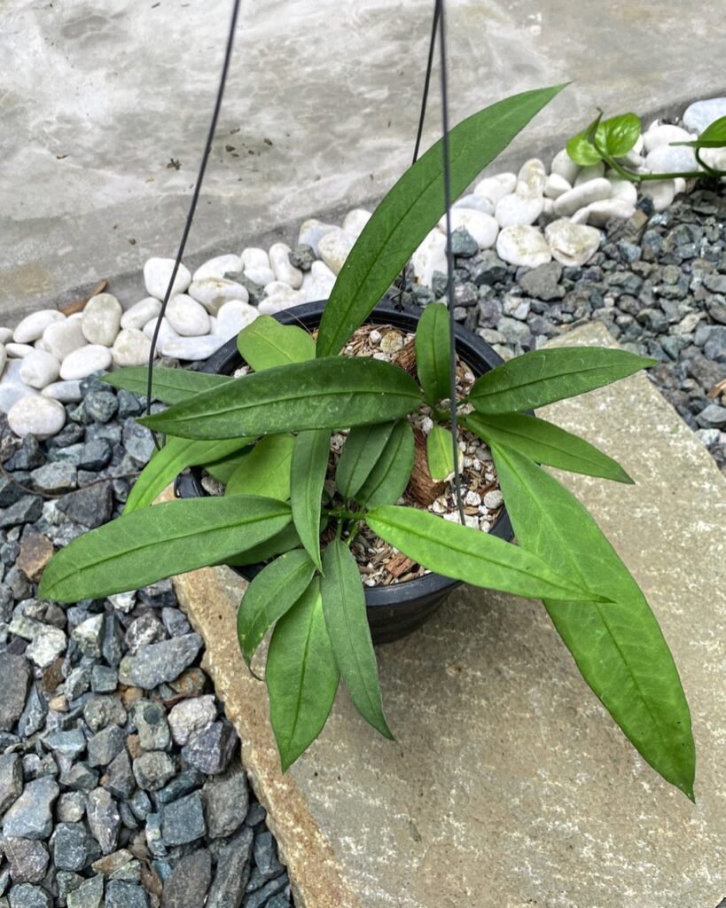 Anthurium Vittariifolium instagram @junglejungleph