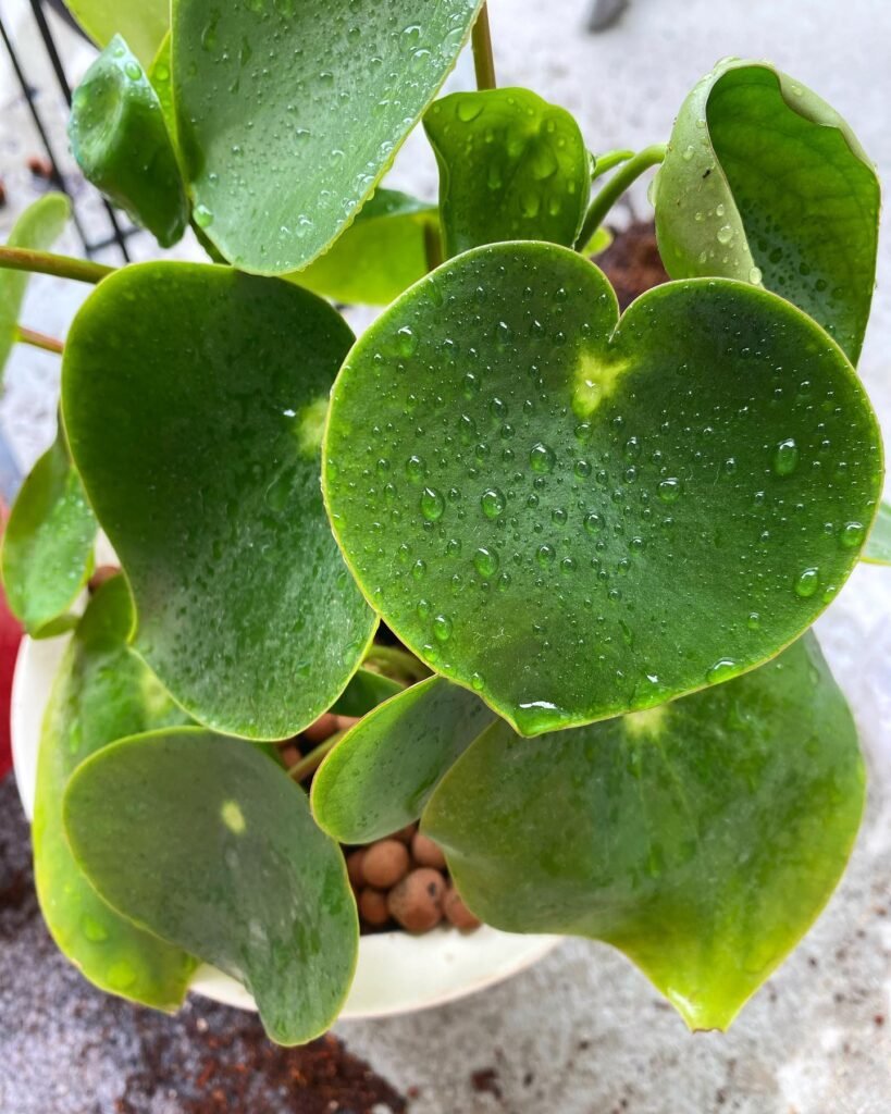 Peperomia Polybotrya instagram @penteadeiraamarela