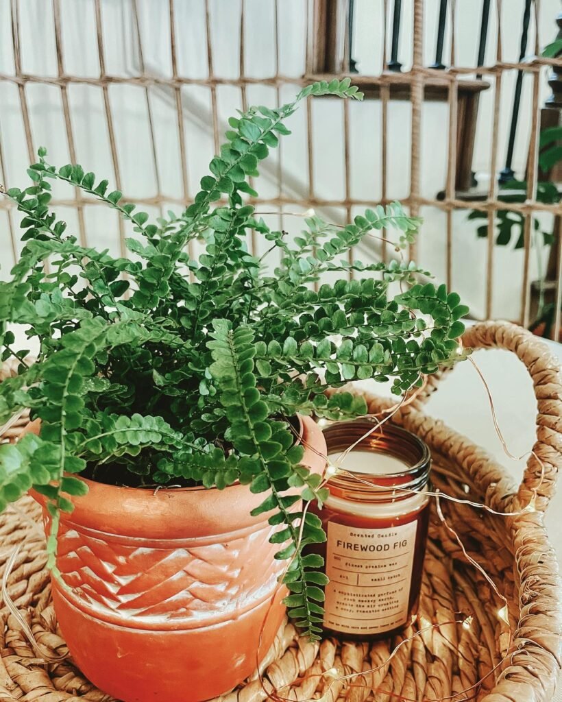 Pellaea rotundifolia instagram @plantingdiaries