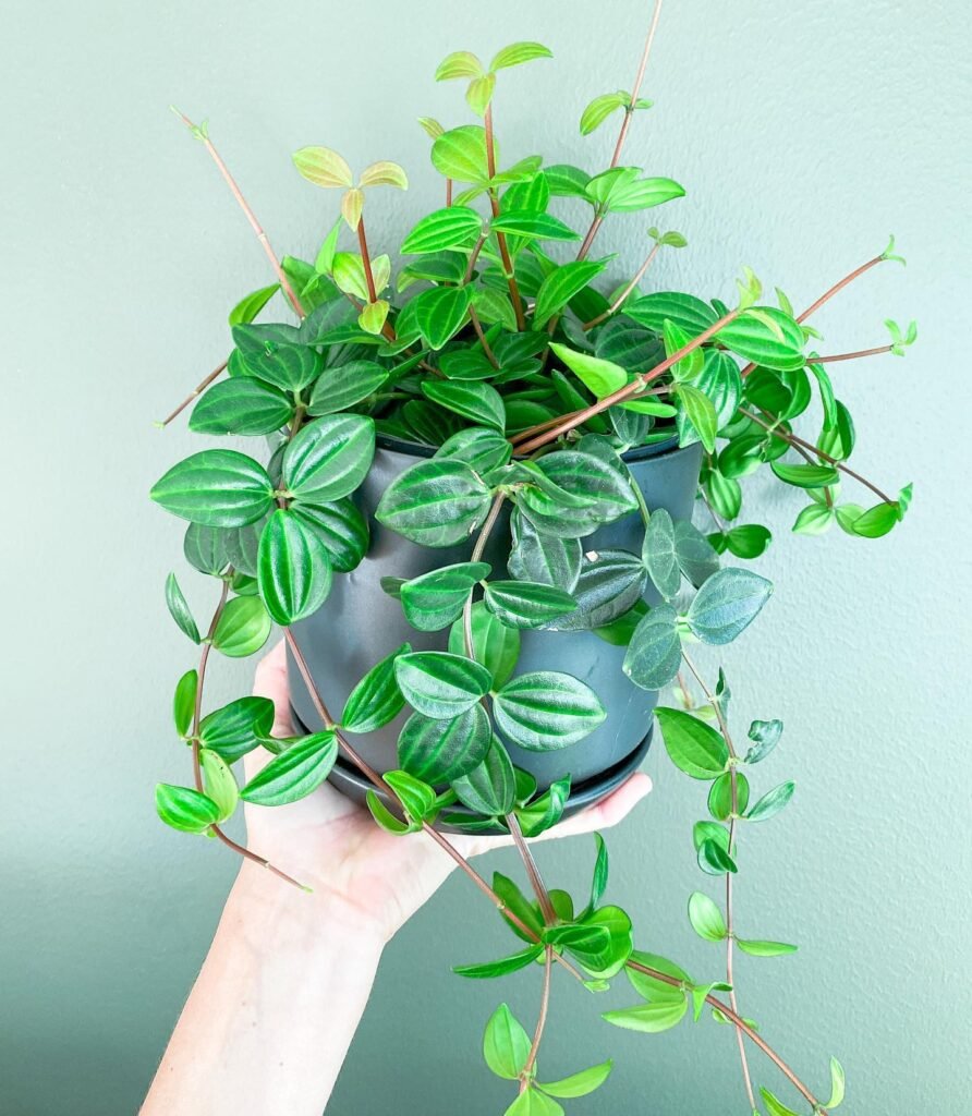 Peperomia Angulata instagram @j_u_n_g_e_l_h_u_s_e_t