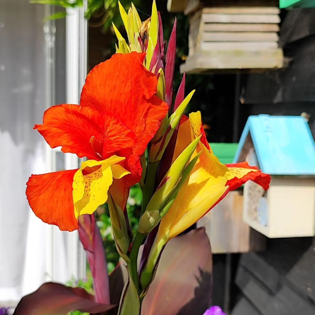 Canna Cleopatra instagram @justinthegardener