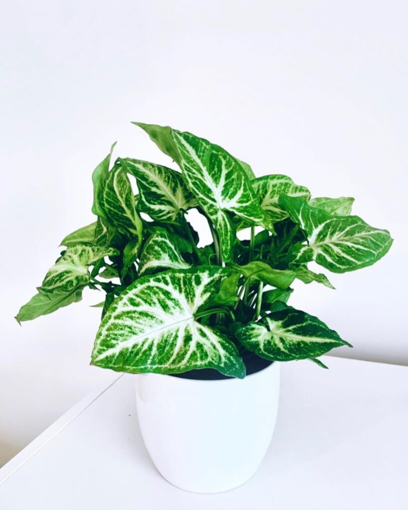 Syngonium podophyllum instagram @lockdownplantmum