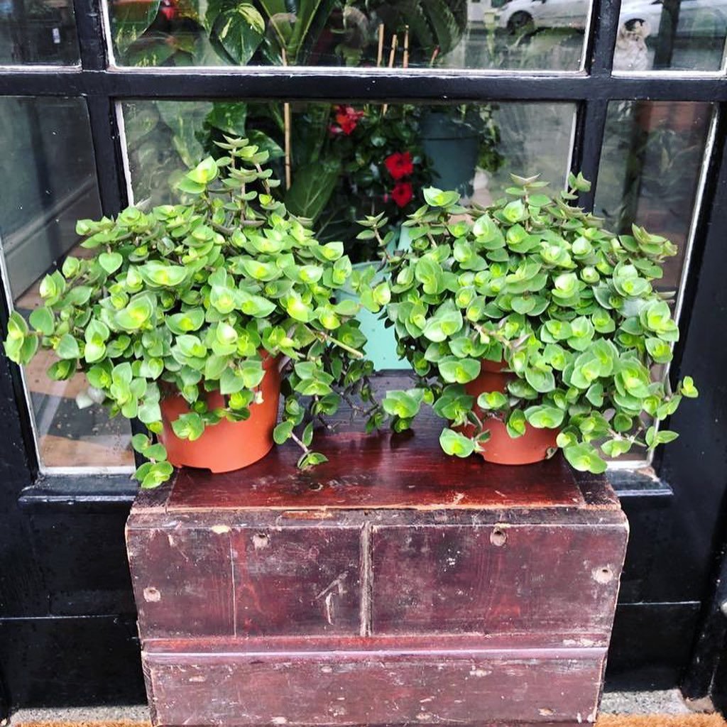 Callisia repens instagram @mosshouseplantsandhomewarwick