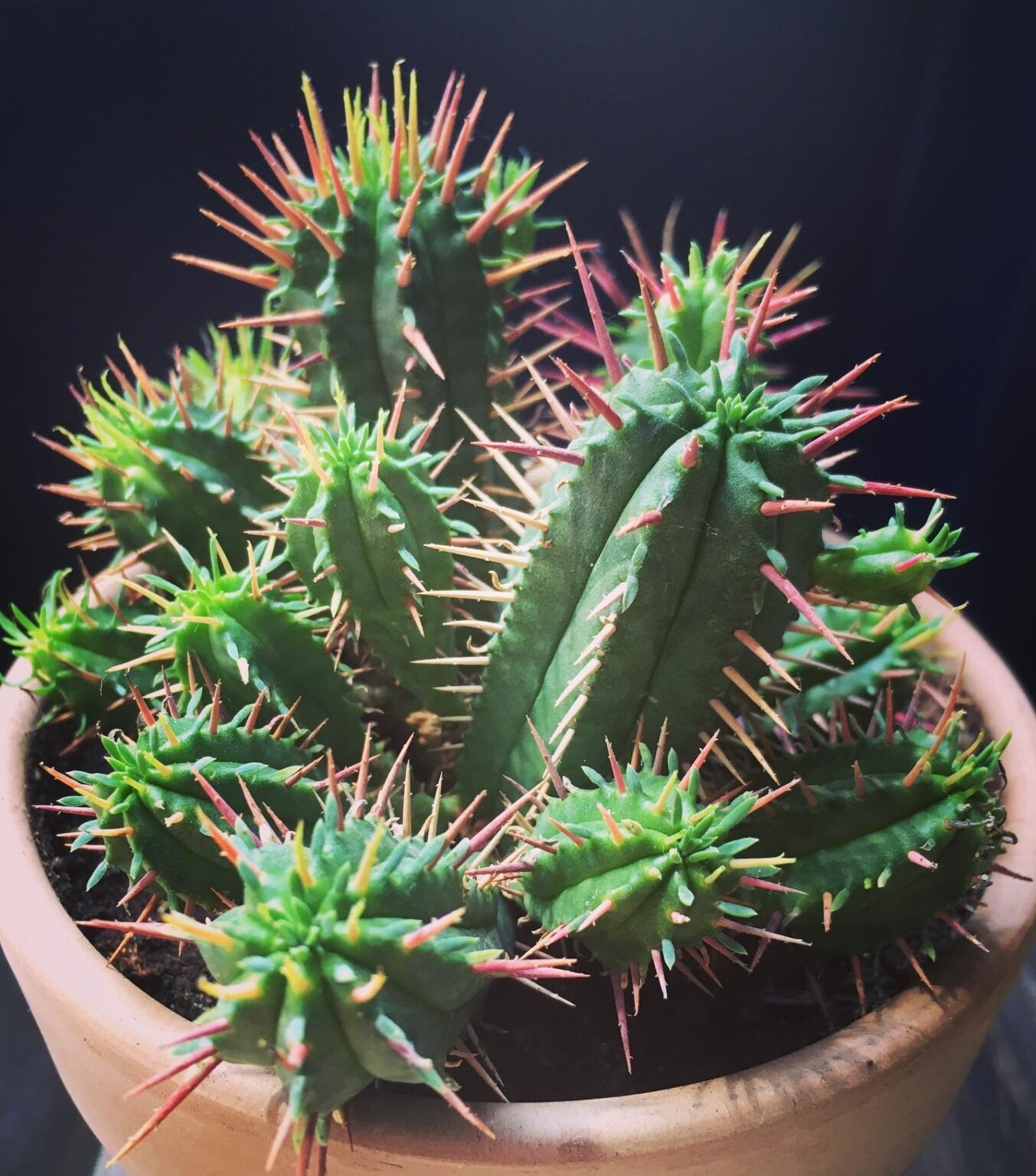 Caring for Euphorbia Enopla (Pincushion Euphorbia)