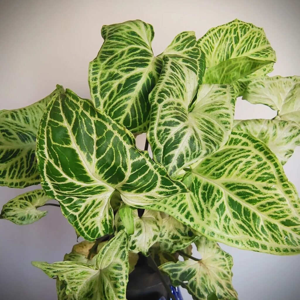 Syngonium podophyllum instagram @myprettyplant