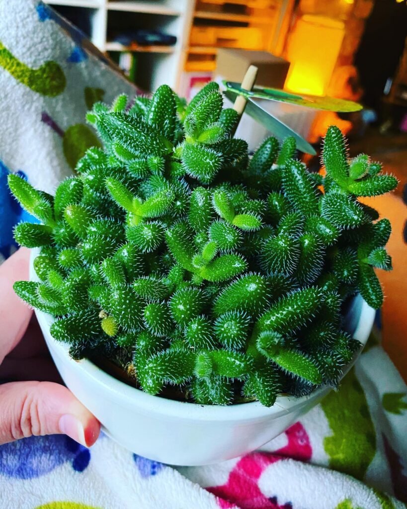 Delosperma Echinatum instagram @pickle729