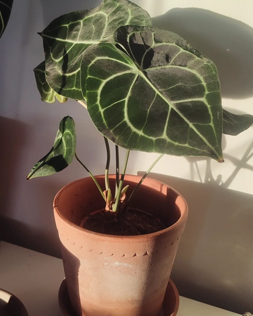 Anthurium Clarinervium instagram @plant.my_home