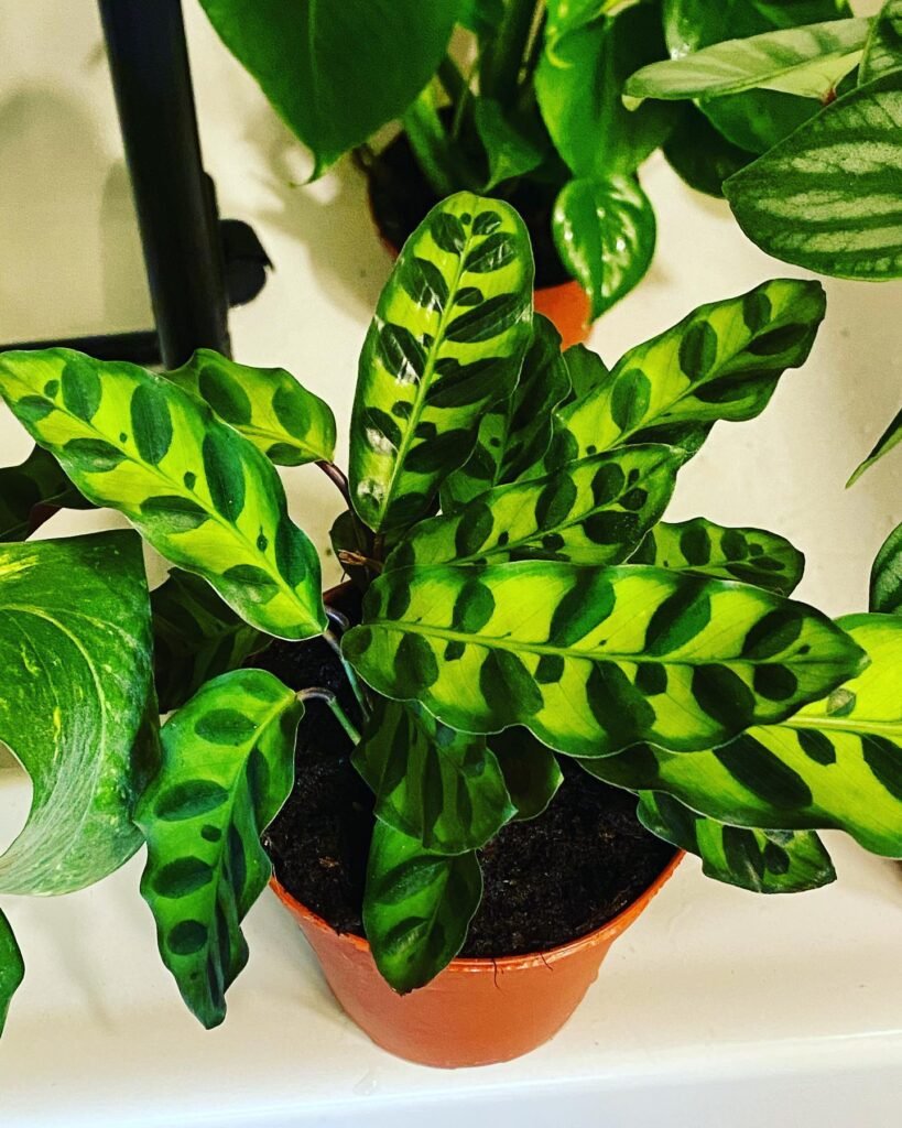 Calathea Lancifolia instagram @plant6time