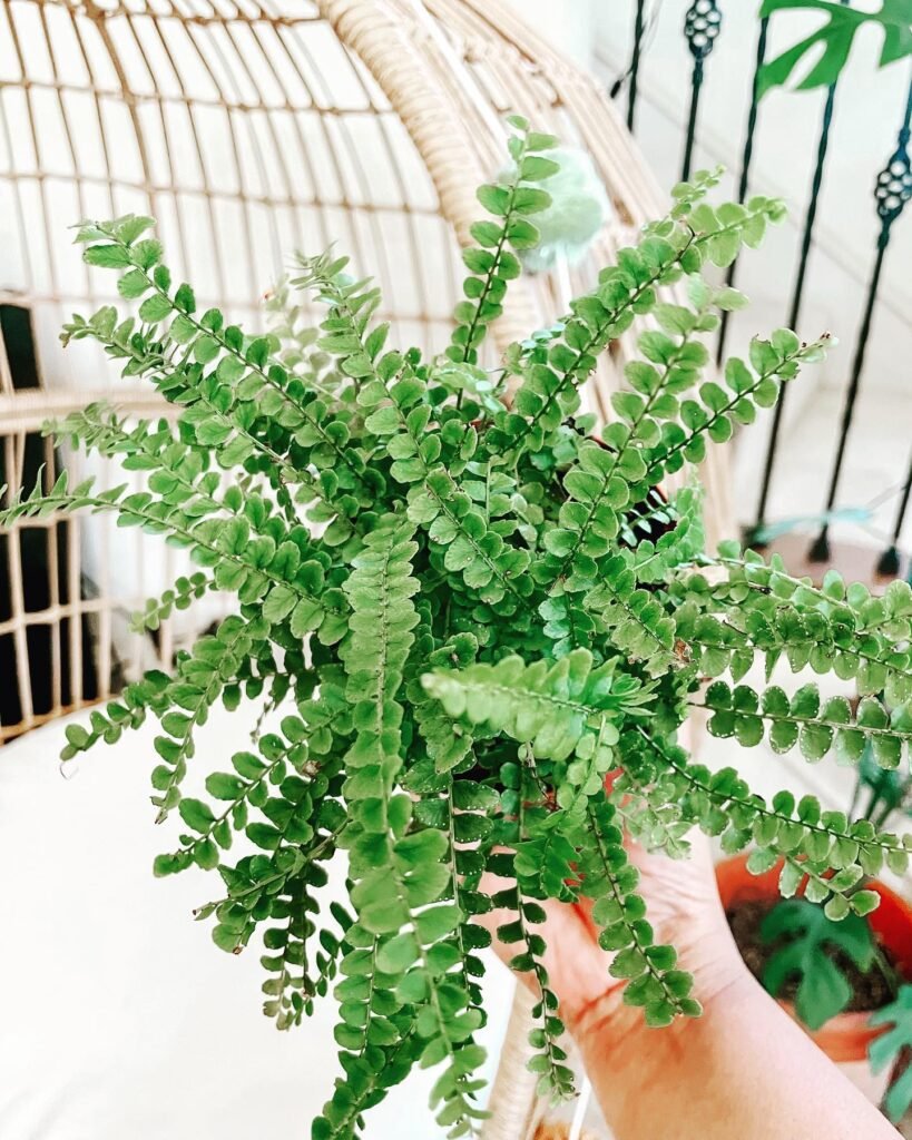 Pellaea rotundifolia instagram @plantingdiaries