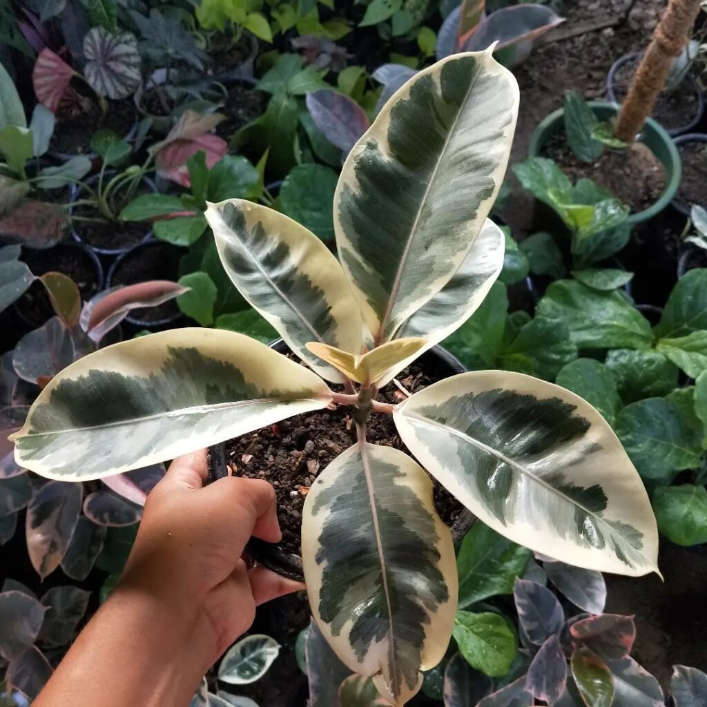 Ficus Tineke instagram @plants_happy_collection