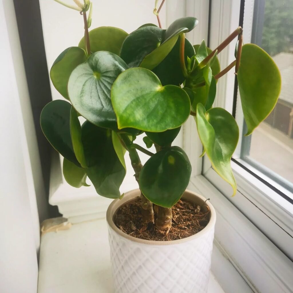 Peperomia Polybotrya instagram @plantsdreamer