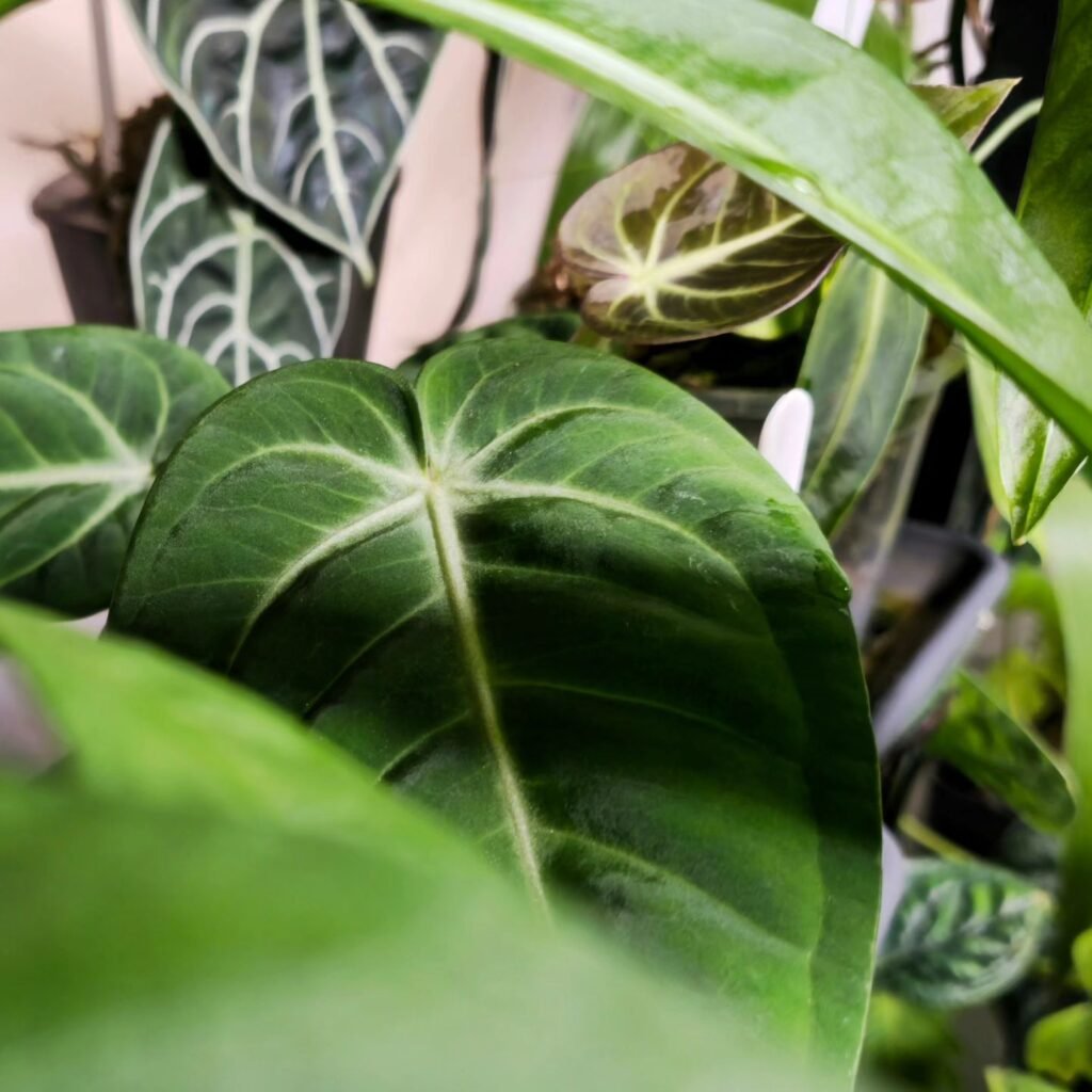 Anthurium Villenaorum instagram @plantzownme