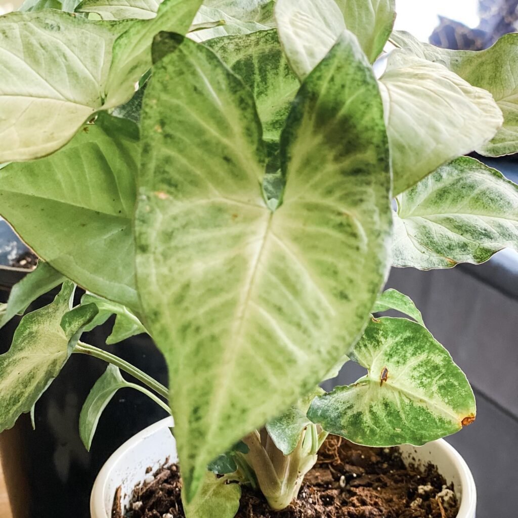 Syngonium podophyllum instagram @rudabaandlife