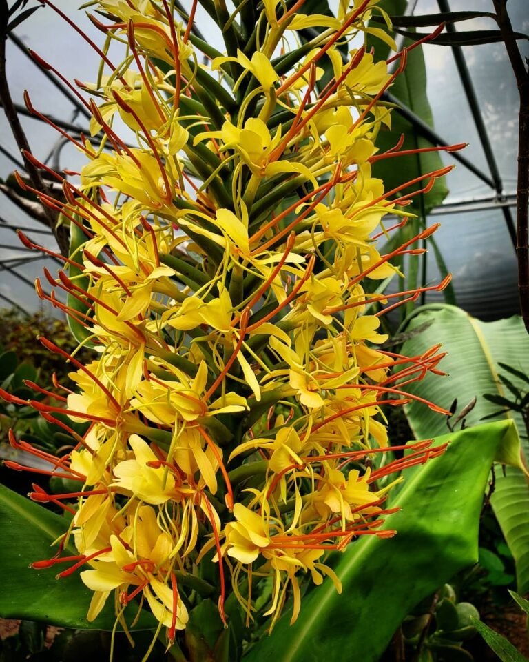 How to Grow Hedychium Gardnerianum (Ginger Lily) UK Guide Garden Design, 3D Model Rendering