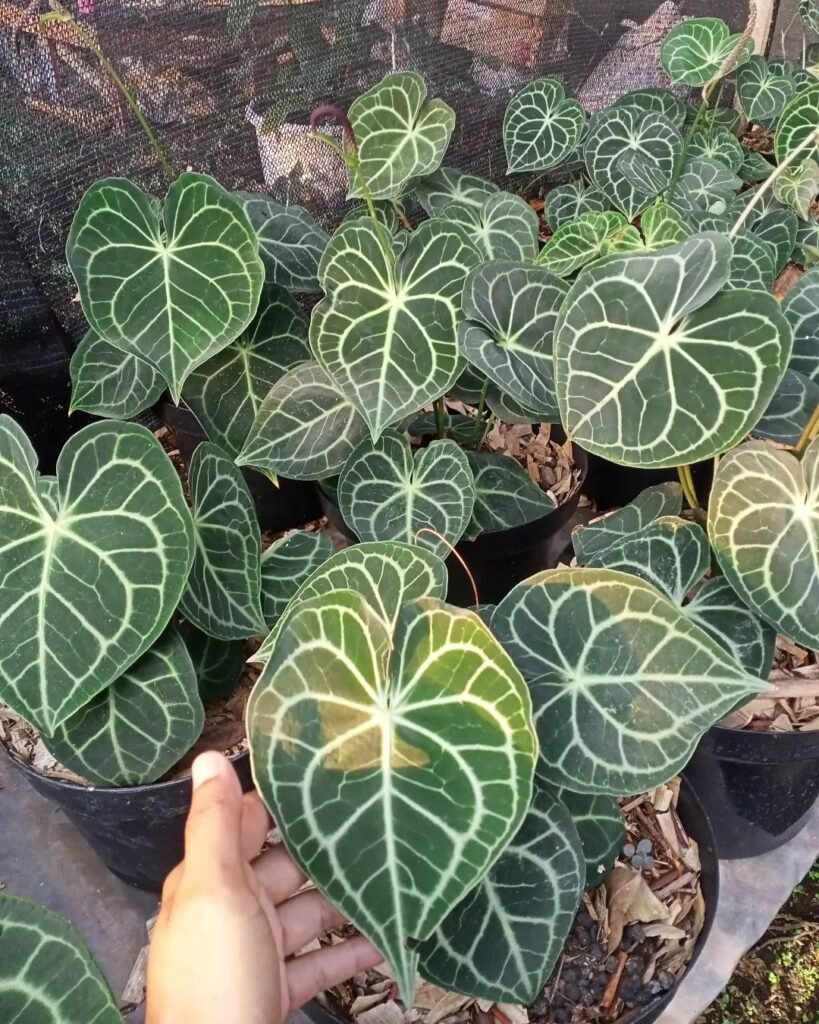 Anthurium Clarinervium instagram @syafika_plants